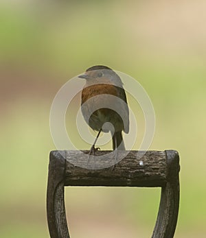 Robin on a post