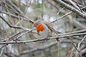 Erithacus rubecula - Robin In Winter at RSPB Ham Wall, Somerset, England.