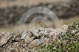 Erithacus rubecula singing on a stone wall