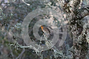 Erithacus rubecula singing on a tree