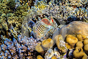 Eritrean butterflyfish