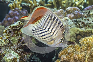 Eritrean Butterflyfish over Red Sea Coral Reef