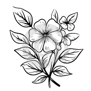 eriwinkle flower line drawing, clip art periwinkle flower outline, noyontara coloring pages for kids photo