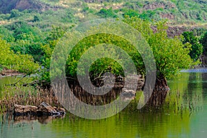 Erjos ponds wetland, Los Silos