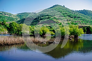 Erjos ponds wetland, Los Silos