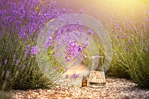 Erlenmeyer flask with esential oil between of lavender field lines. Lavender flower field, illustration of essetial oil
