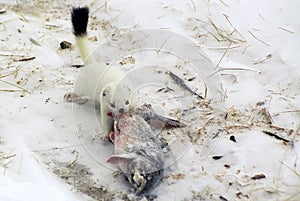 Ermine. photo