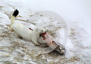 Ermine. photo