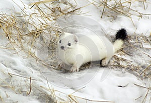 Ermine.