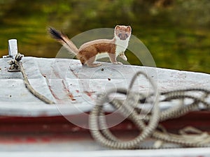 The ermine has climbed on a boat