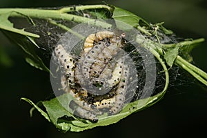 Ermine moth caterpillars