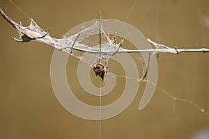 Ermine moth shown in a Communal larval web