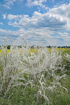 Ermine Moths,Yponomeutidae,Rhineland,Germany