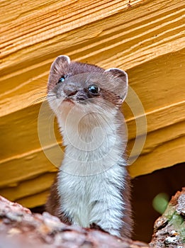 Ermine Peeking Out Of The Wood Pile