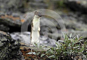 Ermine standing on hind legs photo