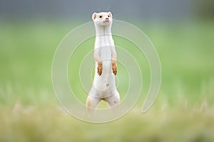 ermine standing on hind legs in hunting stance