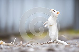 ermine standing on hind legs sniffing air