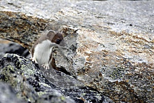 Ermine standing on rocks