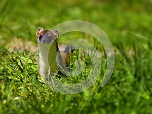Ermine or Stoat in the Grass photo