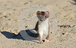 Ermine stoat Mustela erminea