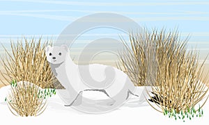 An ermine with winter white fur stands in the snow. Spring in the Arctic. Wild animals of the arctic. Mustela erminea