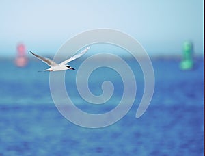 A Tern flies rapidly by as she zig zags into the ocean water to