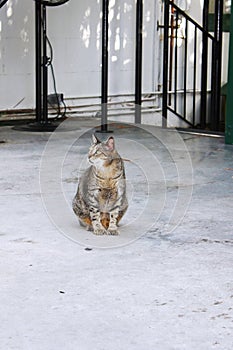 Polydactyl cat in the Ernest Hemingway Home and Museum in Key West, Florida. photo