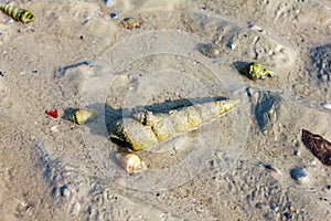 Eroded shells