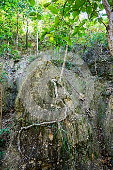 Eroded soil layers and ancient tree roots along the nature trail in Mae Wang National Park