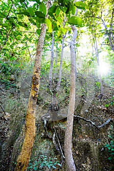 Eroded soil layers and ancient tree roots along the nature trail in Mae Wang National Park