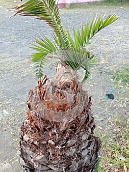 The eroded stems of cycas plants are damaged and not cared for
