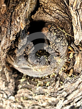 Eroded Tree Hole Knot wood Burroughs for Rodents Plant Nature natural photo photo