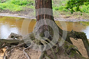 Eroded tree roots