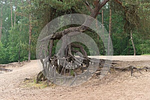 Eroded tree roots