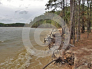 Eroding Shore at Jordan Lake