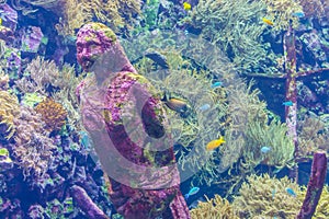 Eroding stone mermaid statue underwater, aquarium decoration, marine life background