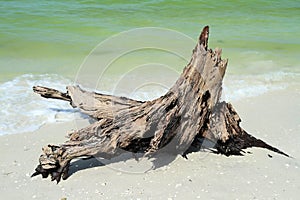 Eroding tree trunk on the beach