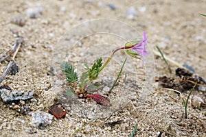 Erodium botrys - wild plant photo