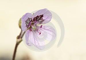 Erodium cheilanthifolium wild mountain geranium with a delicate purple-pink color on a green background, diffused and light photo