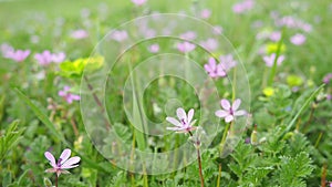 Erodium cicutarium, common storks-bill, redstem filaree, redstem stork bill or pinweed is a herbaceous flowering plant