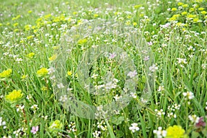 Erodium cicutarium, storks-bill, redstem filaree, redstem stork bill or pinweed Geraniaceae. Flowers of shepherd's