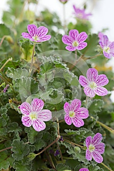 Erodium flower closeup