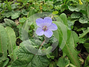 Erodium gruinum plant growing by the side of the road in Spili, Crete