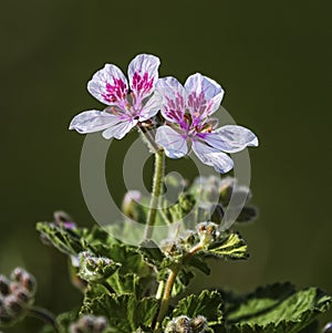 Erodium pelargoniiflorum 'Sweetheart' flowers