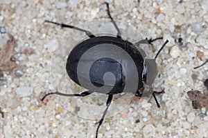 Erodius carinatus. Species of darkling Beetle (family Tenebrionidae). photo