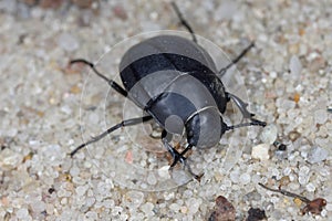 Erodius carinatus. Species of darkling Beetle (family Tenebrionidae). photo