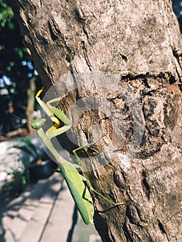 The Eropean Mantis Religiosa