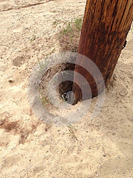 Erosion around the pole