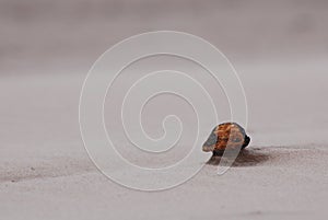 Erosion on the beach