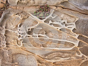 Erosion of sandstone by coast, leaving raised ridges